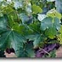Hunter Valley (@huntervalley_) 's Twitter Profile