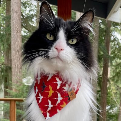 Maverick is a tuxedo #catexplorer, traveling #vancat, fashionable #catmeowdel, and #adventurecat mentor, living in WA! 🐾🇺🇸