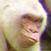 Paste Ape Individual (@pasteindividual) Twitter profile photo Paste Ape Individual (@pasteindividual) Twitter profile photo