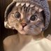น้องแมวเมี๊ยว 😽 (@thisispichy) Twitter profile photo น้องแมวเมี๊ยว 😽 (@thisispichy) Twitter profile photo