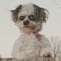 Mesus Hu Christ (@mesushuchrist) 's Twitter Profile