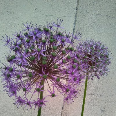 Monika35444517's profile picture. 𝓡𝔃𝓪̨𝓭 𝓷𝓪 𝓯𝓻𝓸𝓷𝓽 ❗❗❗
🇵🇱🍉🗺️