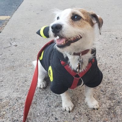 Jack Russell Pupper. Amateur Barkourist. Red Mage in training.