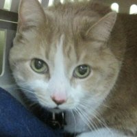 Cynthia Guenthner (@guencynthia) 's Twitter Profile