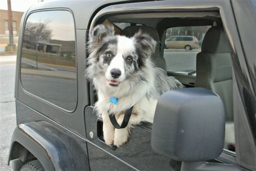 I am a 15 year old Border Collie! I won a few big agility events a while back but my big thing has always been hiking and exploring the world.