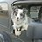 LuckyDawgSlife's profile image