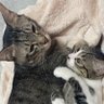 na206shi's profile picture. 我が家の猫ちゃんたち🐱うに♂令和3年1月5日生まれ🐱ひめ♀令和4年5月5日生まれ(推定)猫好きさんへの無言フォローすみません(;_;)良かったらうにひめのフォローもお願いします♡基本DM見ません！