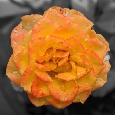 SaMi932146's profile picture. 