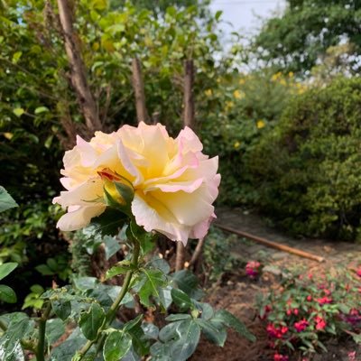 ahsan_khaann's profile picture. antimatter