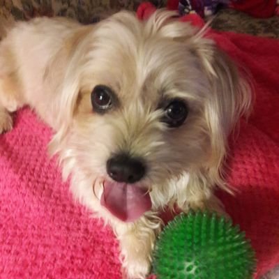 USMC VIETNAM VETERAN
LOVE MY DOG
LOVES ANTIQUES AND PRECIOUS COLLECTABLES
SHOPAHOLIC