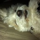 Lisa Marini - @lizm29 - Twitter