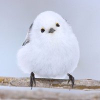 ルリスズメ (@d0wnnirrcjnikrd) 's Twitter Profile