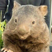 waldo_wombat Profile Picture