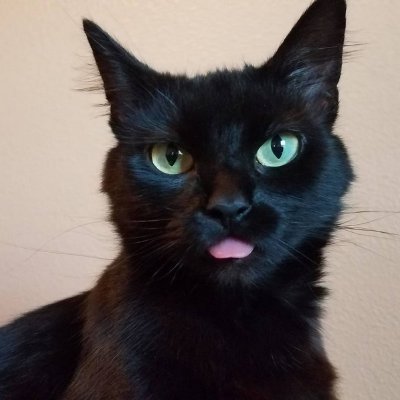 Twitch Partner - Klei Ambassador - Cat Servant
