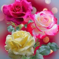 Sam Sha (@samsha21399604) 's Twitter Profile Photo