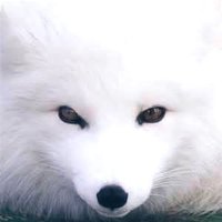 14 Fox(@14fox24) 's Twitter Profile Photo