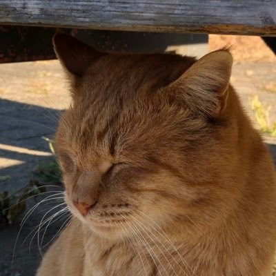 ozawanotw's profile picture. 