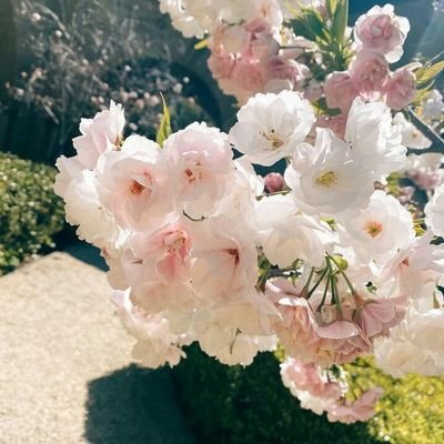 yminoongi's profile picture. ARMY