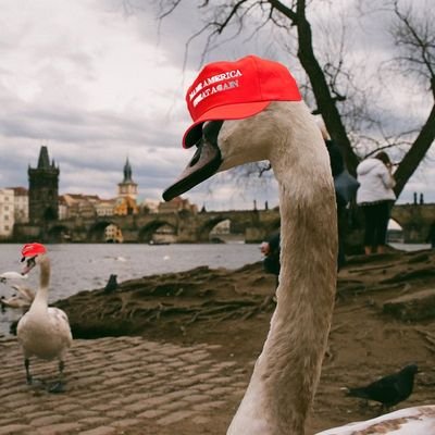 I'm the gOOse!

I flap and honk and shit on stupid.

America First, MAGA and Liberty for All.

Still friends with libs.

I condemn Marxists and supremacists.