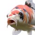 ThatOneKoiFish (@thatonekoifish) Twitter profile photo ThatOneKoiFish (@thatonekoifish) Twitter profile photo