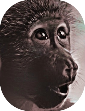 I am the Simian News Minion: Providing info on Primate News, Research, Events and Jobs. HAVE THE NERVE TO CONSERVE!