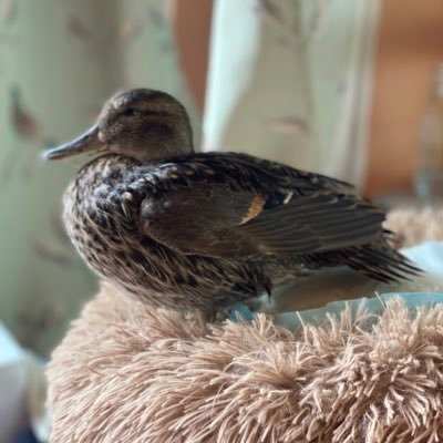 9_doves's profile picture. 