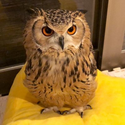 Q太さんのプロフィール画像