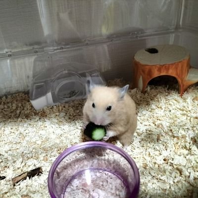 Oghhh3Rkoji's profile picture. 趣味はドラム。
ミスチル大好き。動物好き。
ツィッター初心者です。