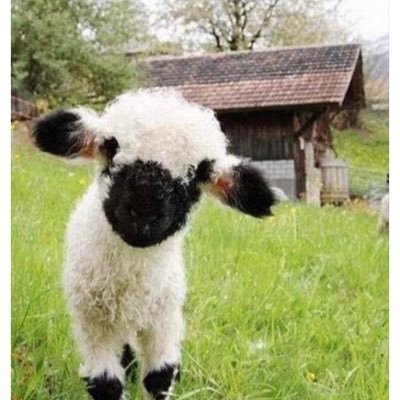 lutz_wklutz's profile picture. 