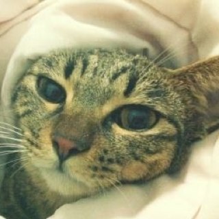 pinpinbot's profile picture. 핑핑이다요.
4살. 암컷. 3.5kg