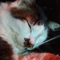 たか (@takattann) 's Twitter Profile