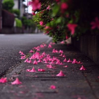 tomcat530's profile picture. i am your heart friends  ：）