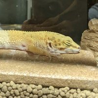 kohei (@koheik_reptiles) 's Twitter Profile