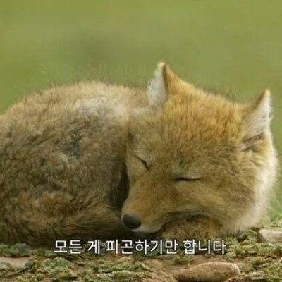 무재능이지만 함양 않고 싶다. 사는 것이 버겁다.