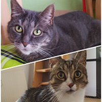 Sir Thomas Glubsch von Kuschelwuschel 😺 (@ankasun1) 's Twitter Profile