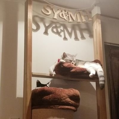 さやともふもふたち。さんのプロフィール画像
