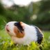 Guinea Pig π Lovers (@guinea_pig_mate) Twitter profile photo Guinea Pig π Lovers (@guinea_pig_mate) Twitter profile photo