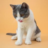 Luna(💙,🧡) | luna2000.bnb (Merlin🔮🧙) (@luna44693923) 's Twitter Profile