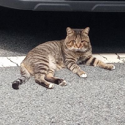 춘식さんのプロフィール画像
