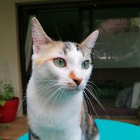 héléna vassilieff (@hlnavassilieff) 's Twitter Profile