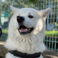 凛太郎🐕もふもふ秋田犬(@akitanorintaro) 's Twitter Profile Photo