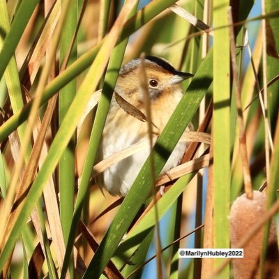 Peterborough Field Naturalists, Ontario Turtle Conservation Centre Volunteer, PRHC Volunteer