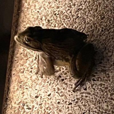 Tejameinhu's profile picture. disciple of the markets