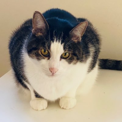 Cat mom to Scout,Finn & Daisy.🐱Founder of All the Single Kitties Cat Café - Old Saybrook, CT. Dedicated to improving the lives of homeless cats. #adoptdontshop