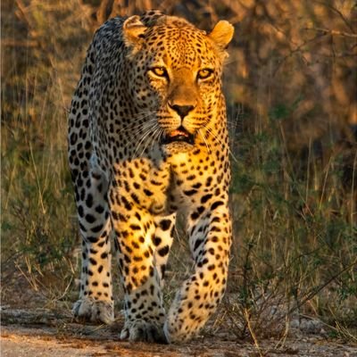 I love wildlife photography. The Elusive Leopard is my favorite animal to photograph.
Happiest is he who learns from nature.