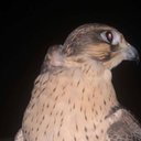 ➰ - @Leon_ASH14 - Twitter