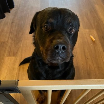 Katieboozel's profile picture. 