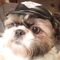 CountryTrumpkin (@grumpy_buster) 's Twitter Profile