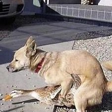 Tabzuwur's profile picture. me bloquearon la cuenta de @igntabz jaja