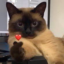 gxikuencher's profile picture. 